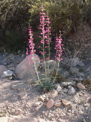 Penstemon parryi