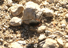 Eumesosoma