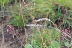 Harpochloa