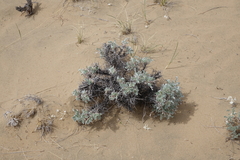 Oxytropis tragacanthoides