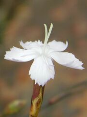 Dianthus albens