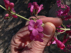 Penstemon parryi