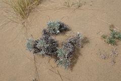 Oxytropis tragacanthoides