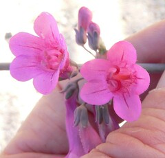 Penstemon parryi