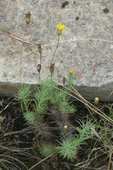Leysera gnaphalodes