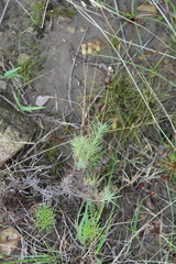Leysera gnaphalodes