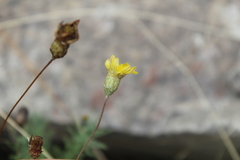 Leysera gnaphalodes
