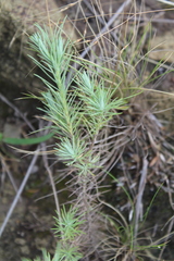 Leysera gnaphalodes