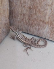 Leiocephalus lunatus