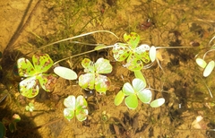Marsilea