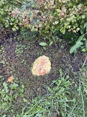 Laetiporus sulphureus