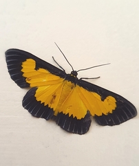 Xanthyris flaveolata