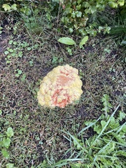 Laetiporus sulphureus