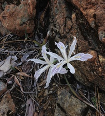 Iris tenuissima