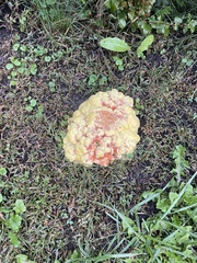 Laetiporus sulphureus