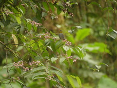 Chlorospingus flavigularis