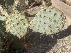Opuntia polyacantha erinacea