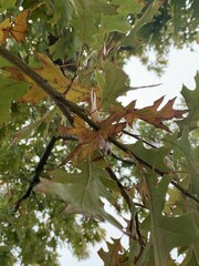 Quercus shumardii