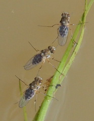 Brachydeutera sydneyensis