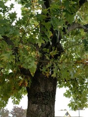 Quercus shumardii