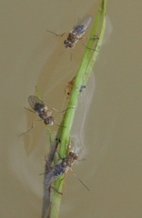 Brachydeutera sydneyensis