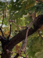 Quercus shumardii