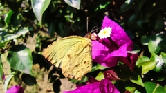 Abaeis salome jamapa