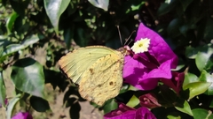 Abaeis salome jamapa