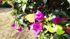 Abaeis salome jamapa