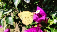 Abaeis salome jamapa