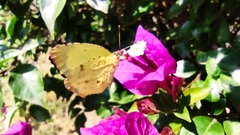 Abaeis salome jamapa