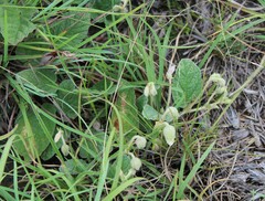 Hermannia geniculata