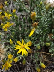 Heterotheca hirsutissima