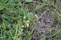 Hermannia geniculata