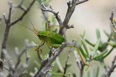 Barbitistes fischeri
