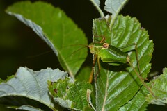 Barbitistes fischeri