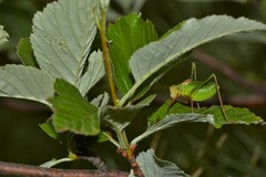Barbitistes fischeri