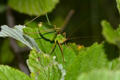 Barbitistes fischeri