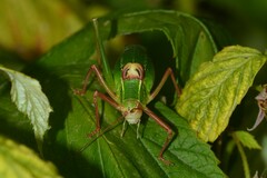 Barbitistes fischeri