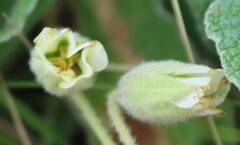 Hermannia geniculata