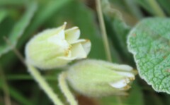 Hermannia geniculata