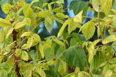 Barbitistes fischeri