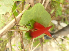 Tropaeolum