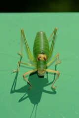 Barbitistes fischeri