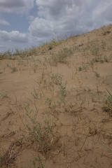 Corethrodendron fruticosum