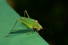 Barbitistes fischeri