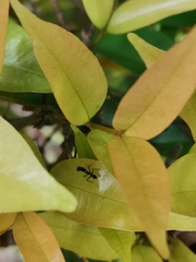 Odontomantis planiceps