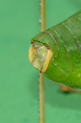 Barbitistes fischeri