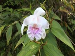 Sobralia