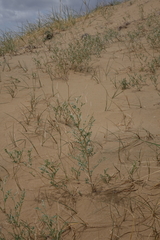 Corethrodendron fruticosum